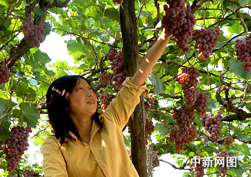 河北丰润潘家峪:昔日惨案地今成吐鲁番