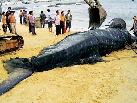 40多年头一回约3吨重鲸鲨闯进老魏的渔网(图)