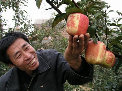 艺术苹果 有字有画有风景有人有物有情节(图)