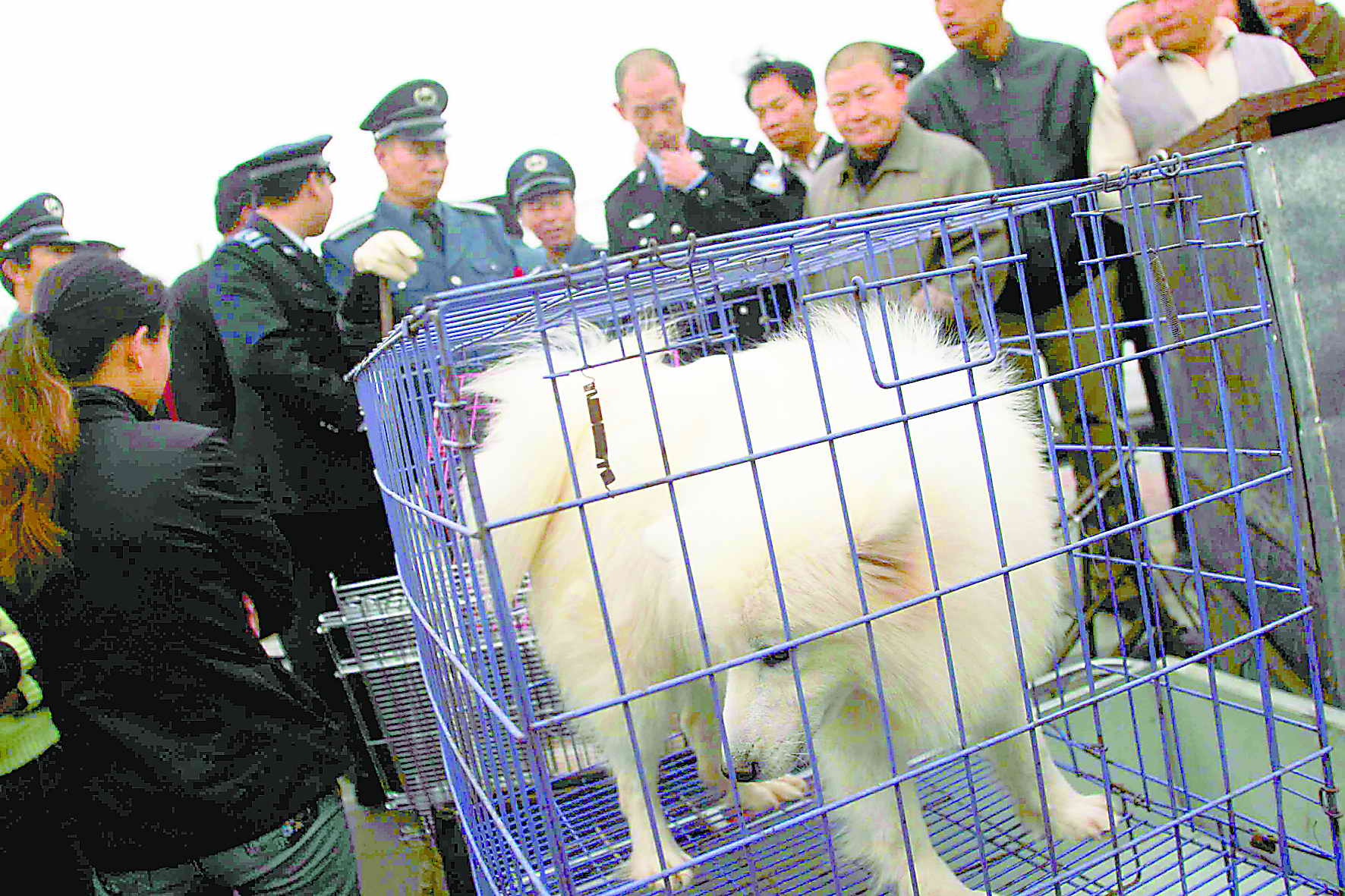 警方今晨突袭通州非法狗市