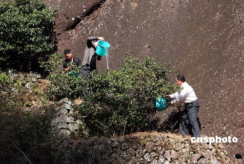 图:技术人员给大红袍母树浇水解渴