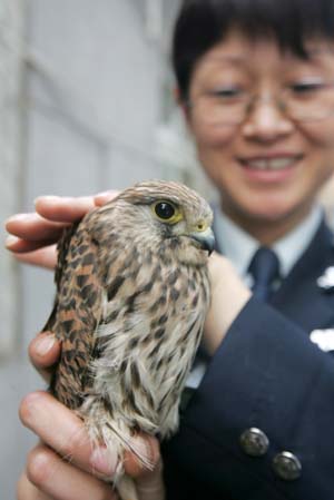 目前,红隼已被北京猛禽救助中心接走救治.