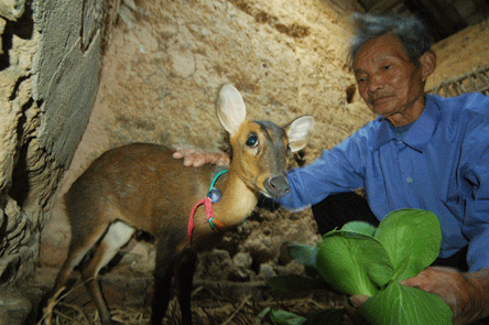 在闽侯白沙镇楼阁村的一农户家,发现一只头顶和身上长了黑毛的山麂