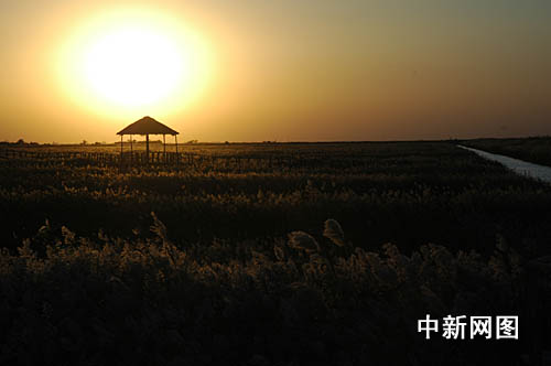 河北唐海:八十万亩湿地打造京津后花园