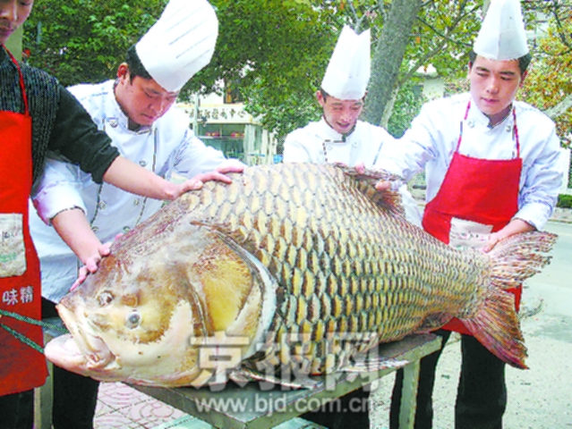 青岛渔民捕获180公斤大鱼