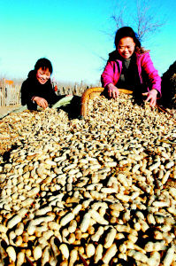 康平县推广扶持花生种植项目