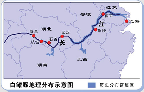 水中熊猫白鳍豚可能已被人类灭绝