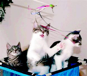 世界上首只克隆猫产下3只小猫