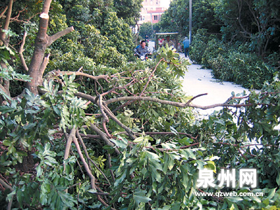 洛江区双阳街道52棵龙眼树一夜间被锯(图)