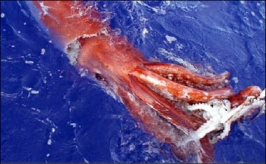 日本海域巨型鱿鱼凶猛 身长7米捞起来不久死亡