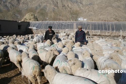 图:新疆绵羊穿衣服过严冬