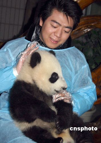中国人工繁殖成活大熊猫创历史新高去年三十只