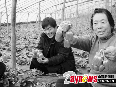 太谷县范村镇范村大棚蔬菜种植户展示新品种草