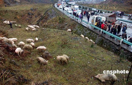 图:运猪车侧翻 猪儿跑满坡