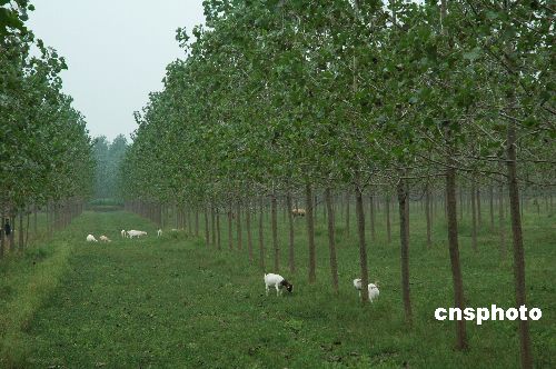 中国杨树人工林总面积世界第一 超其他国家总
