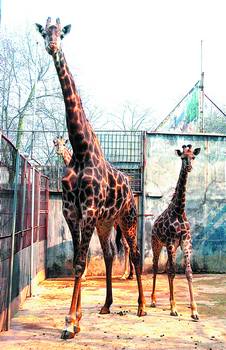 小长颈鹿身高2.8米