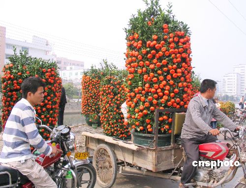 组图:广东汕头奇花异果迎新年