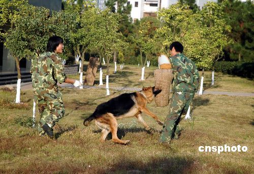 中国警犬基地揭秘:7品种广泛用于缉毒反恐等行