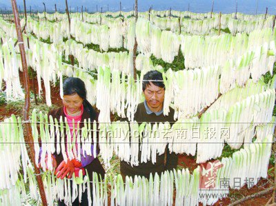 江川县卡通乡雄关远销国内外萝卜熏肉农场派图片