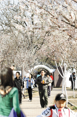 桃花堤桃花绽放(图)