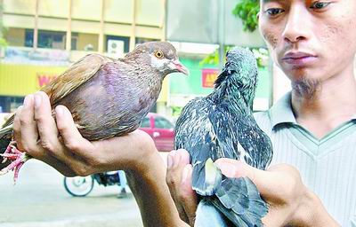 印尼禽流感死亡人数增至72人_新闻中心_新浪