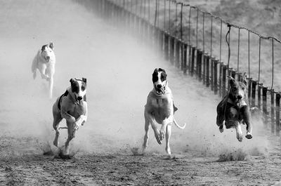 狗能跑多快?每秒18米,比人类百米冠军还快 五
