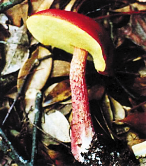 毒蘑菇事件已致五人死亡 盘点21种常见致命毒蘑菇