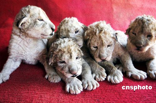 安徽动物园母狮一胎产下五只小雄狮