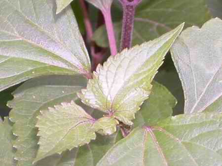 组图:植物杀手紫茎泽兰入侵四川凉山州
