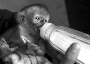 金丝猴,经两名重庆妇女的乳汁喂养及野生动物保护人员四昼夜的精心