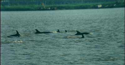 组图:鲸群在江苏响水内陆通榆大运河嬉戏