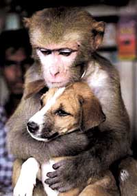 精彩一瞬:孟加拉国一家宠物店里母猴抱犬子(图