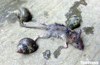 图文:老鼠偷食被三只田螺合伙抓住一命呜呼