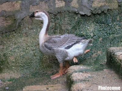 而在广东澄海市莲华镇碧砂龙舌庄园,却发现一只长着四只脚掌的怪鹅