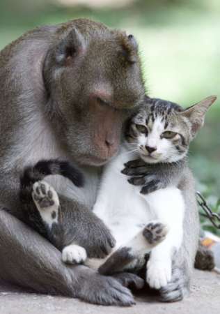 图文:泰国寺庙中猴子小猫相依为命
