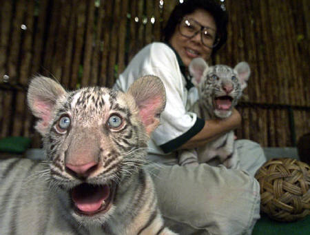 图文:吉隆坡动物园可爱的小孟加拉虎