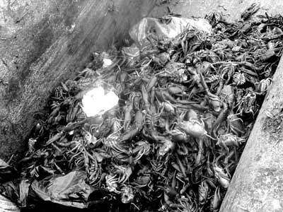 龙虾尾竟是半截死虾 主要流向北京超市和餐馆