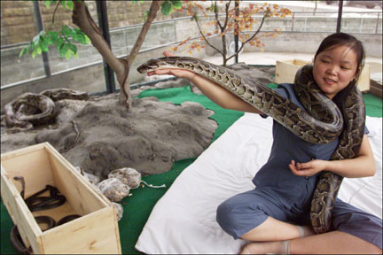 重庆与毒蛇同居的少女和巨蟒亲密接触(图)