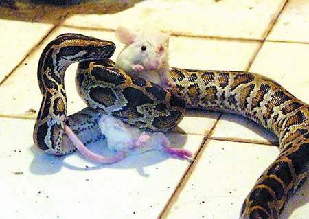 动物园蟒蛇做生存捕食训练 3只老鼠被吞掉(图