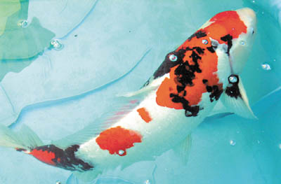 组图:广州国际观赏鱼宠物大赛决出鱼中之王