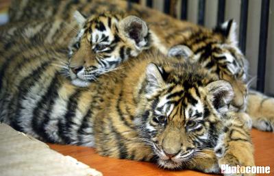 2002年12月12日,虎园无奈把5只二至四个月大的小老虎搬进沈阳一商场的