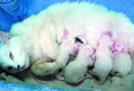 新闻中心 社会新闻 > 正文   一只母猫在3天时间里连续产下5只小猫