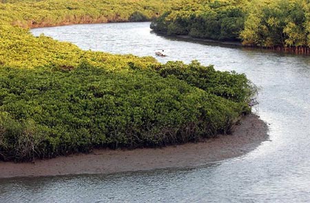 组图:海口红树林自然保护区美甲天下