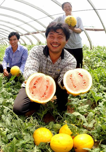 图文北京太空西瓜品种已经陆续成熟开始上市