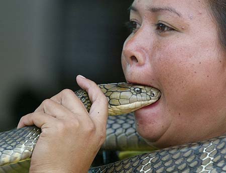 组图:泰国女子表演生吞眼镜蛇头的恐怖动作
