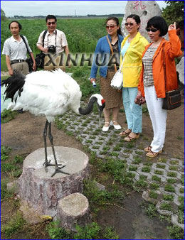 组图:黑龙江扎龙湿地保护区内飞翔的丹顶鹤