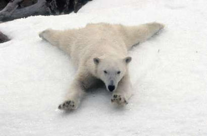 图文:圣地亚哥动物园的北极熊享受冰天雪地