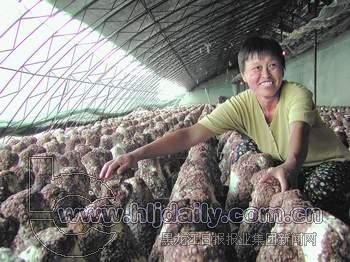 种植特种蔬菜走上富裕路