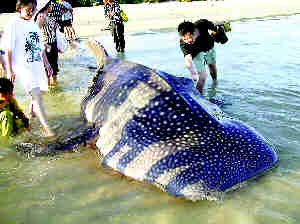 三亚亚龙湾浴场惊现大鲨鱼 长3米多重约1吨(组