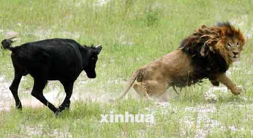 组图:北京八达岭野生动物世界牛追狮子满地跑